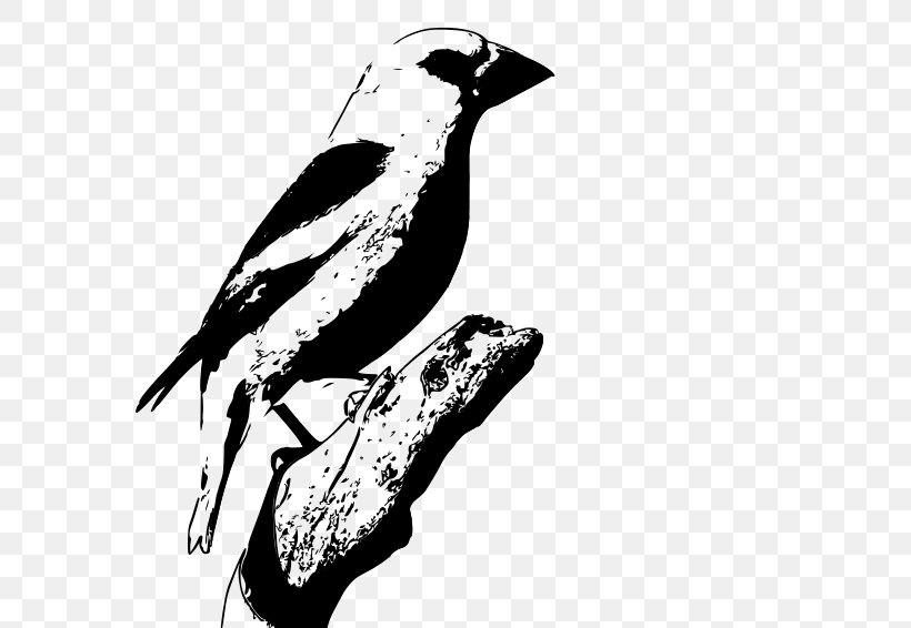 Drawing Clip Art, PNG, 800x566px, Drawing, Art, Beak, Bird, Black And White Download Free