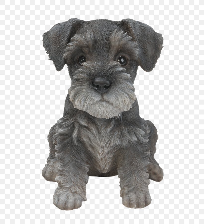Miniature Schnauzer Puppy Standard Schnauzer Shih Tzu Rottweiler, PNG, 660x900px, Miniature Schnauzer, Bichon Frise, Carnivoran, Cesky Terrier, Companion Dog Download Free