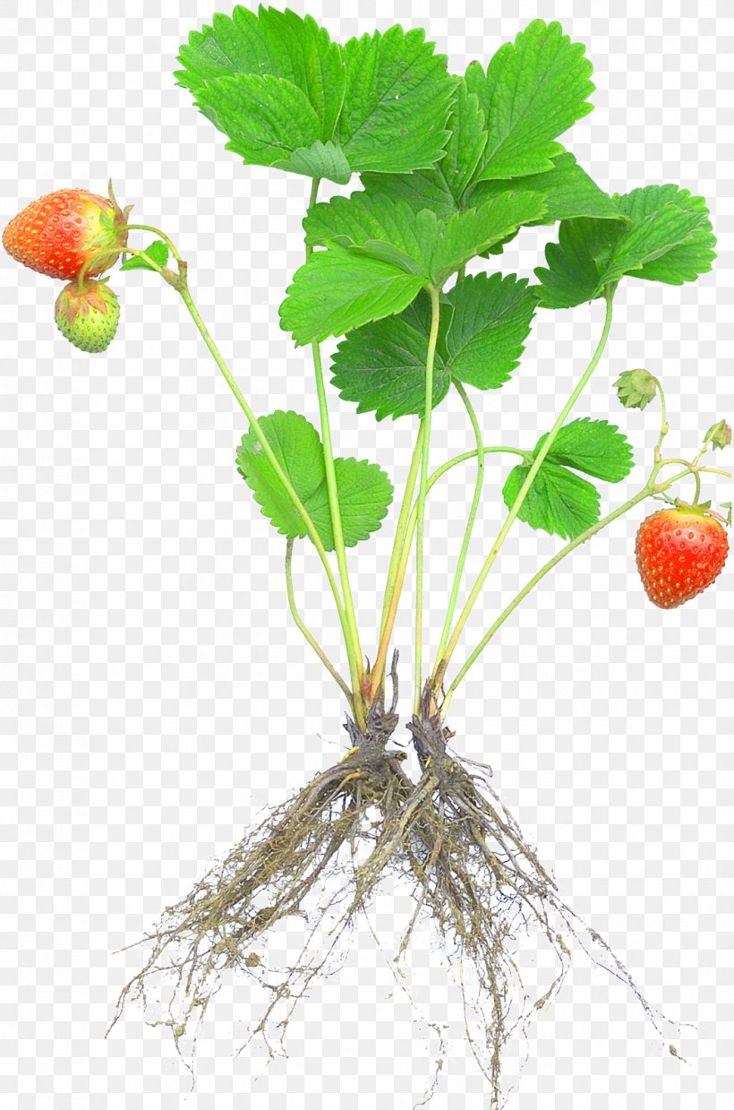 Strawberry Plant Rosaceae Fruit Cultivar, PNG, 1056x1596px, Strawberry, Aggregate Fruit, Botany, Cultivar, Definition Download Free