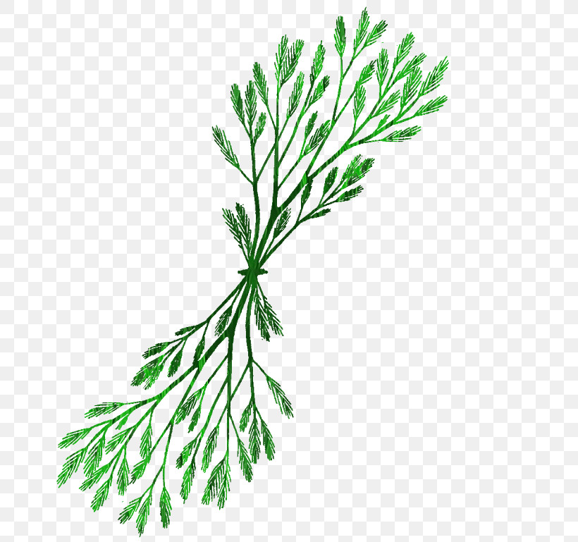 White Pine Leaf Plant Tree American Larch, PNG, 768x769px, White Pine, American Larch, Jack Pine, Leaf, Plant Download Free