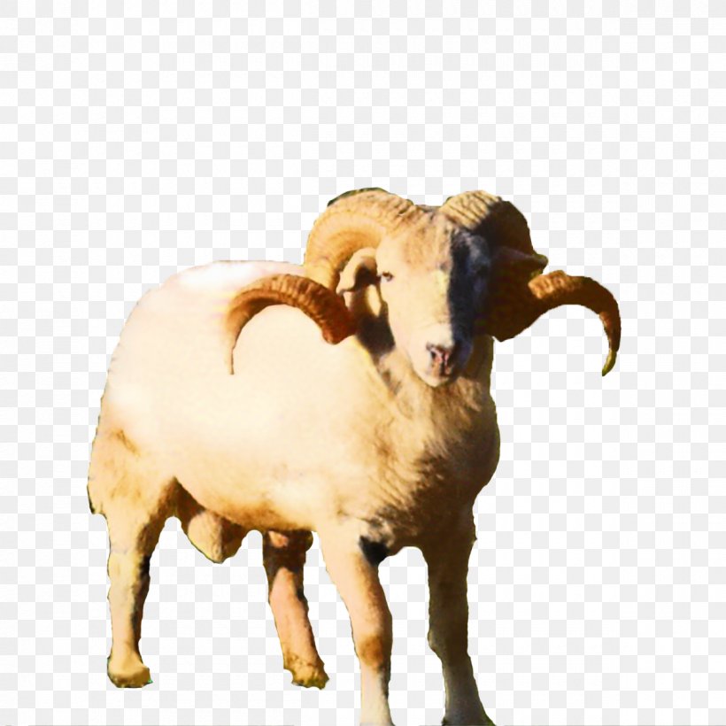 Sheep Cattle Goat Terrestrial Animal Snout, PNG, 1200x1200px, Sheep, Animal, Animal Figure, Argali, Aries Download Free