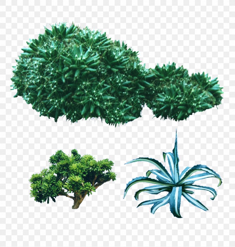 Dracaena Cinnabari Tree Plant Drought, PNG, 2480x2604px, Plant, Agave, Cactaceae, Desert, Dracaena Download Free