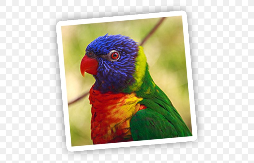 Parrot Bird Scarlet Macaw Conure, PNG, 537x528px, Parrot, Australian King Parrot, Beak, Bird, Birdcage Download Free