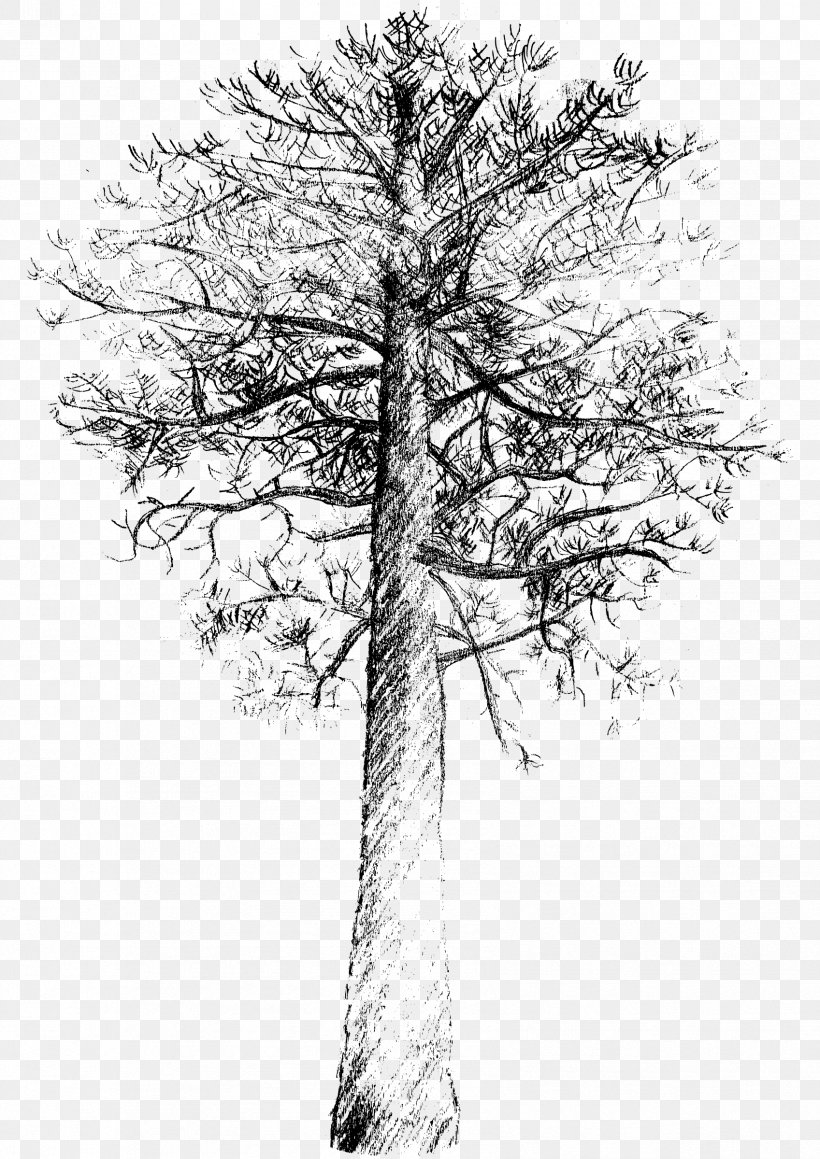 Pinus Contorta Scots Pine Tree Drawing, PNG, 1697x2400px, Pinus Contorta, Black And White, Branch, Conifer, Conifers Download Free