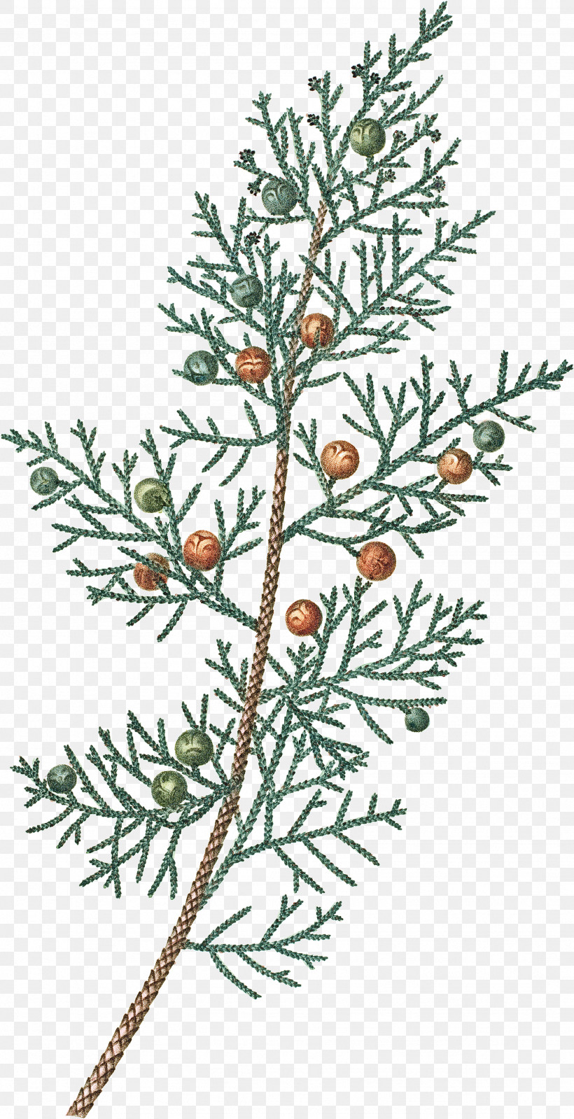 Yellow Fir Arizona Cypress Shortleaf Black Spruce Red Juniper Plant, PNG, 1846x3600px, Yellow Fir, Arizona Cypress, Branch, Colorado Spruce, Flower Download Free