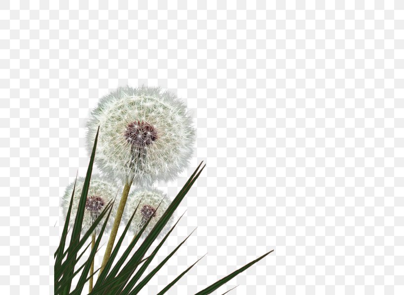 Dandelion Grasses Family, PNG, 600x600px, Dandelion, Family, Flower, Flowering Plant, Grass Download Free