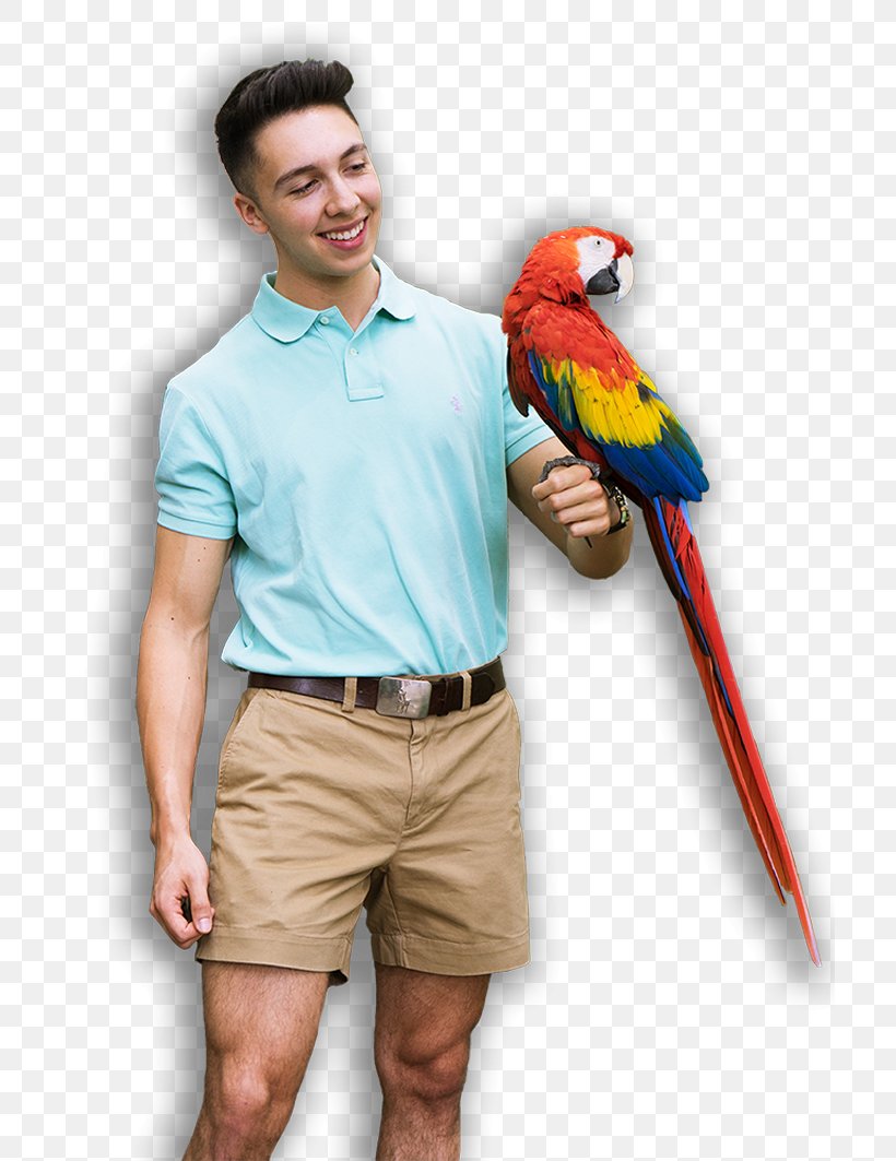 Parrot Mountain And Gardens Scarlet Macaw Bird, PNG, 709x1063px, Macaw, Animal, Beak, Bird, Botanical Garden Download Free