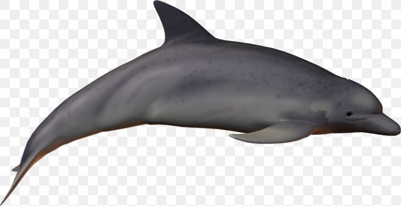 Striped Dolphin Common Bottlenose Dolphin Short-beaked Common Dolphin Rough-toothed Dolphin Wholphin, PNG, 846x436px, Striped Dolphin, Bottlenose Dolphin, Common Bottlenose Dolphin, Dolphin, Fauna Download Free
