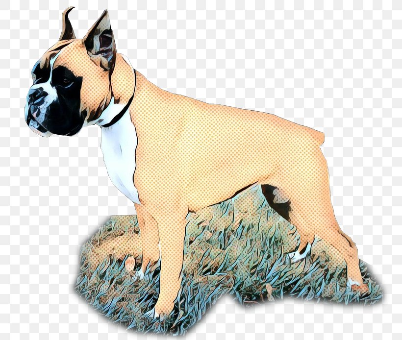 Bulldog Background, PNG, 800x694px, Boxer, Ancient Dog Breeds, Animal Figure, Breed, Bulldog Download Free