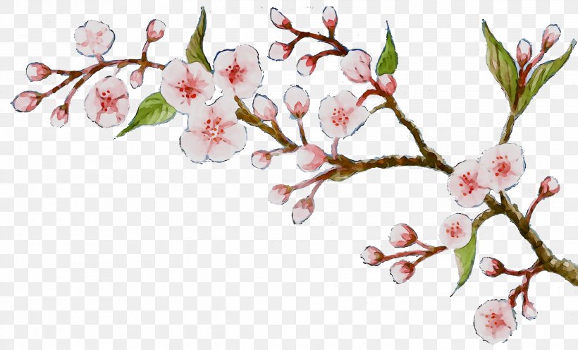 Cherry Blossom ST.AU.150 MIN.V.UNC.NR AD Flowering Plant Cherries Plant Stem, PNG, 2587x1567px, Cherry Blossom, Arctostaphylos, Blossom, Botany, Branch Download Free