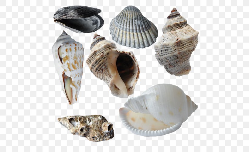 Cockle Conchology Seashell Veneroida, PNG, 500x500px, Cockle, Animal, Clam, Clams Oysters Mussels And Scallops, Conch Download Free