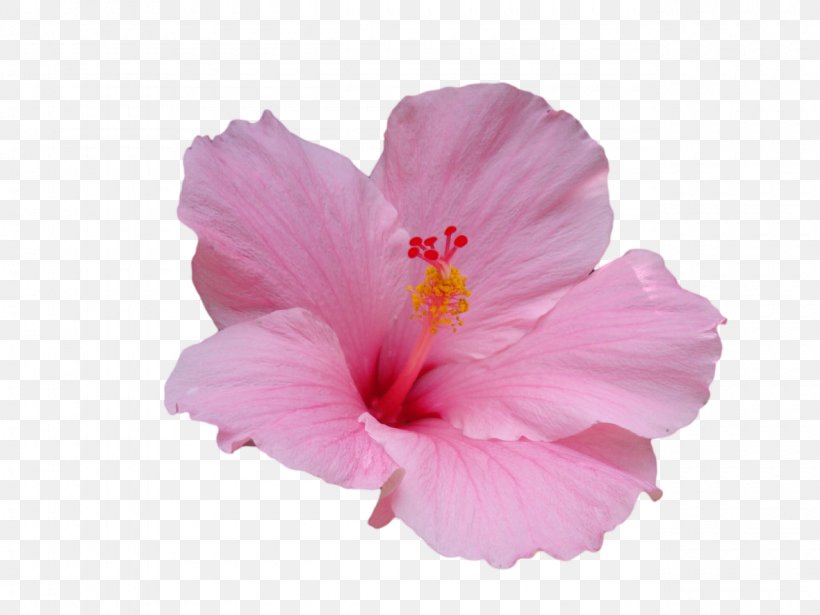 Hawaiian Hibiscus Flower Hawaiian Hibiscus Plant Stem, PNG, 1280x960px, Hawaii, Bud, Chinese Hibiscus, Cut Flowers, Floral Design Download Free