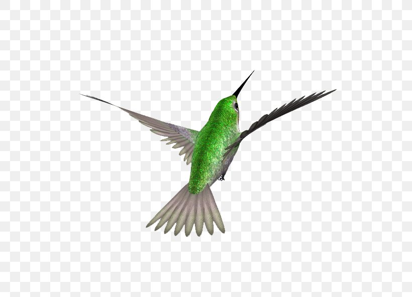 Hummingbird Swallow Image Download, PNG, 600x590px, Bird, Animal, Art, Beak, Blackcapped Kingfisher Download Free