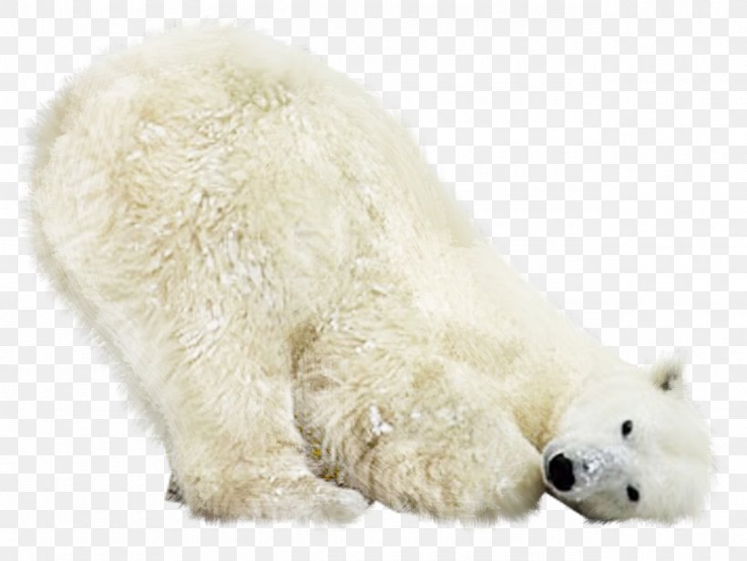 Kuvasz Polar Bear Animal Photography, PNG, 1280x963px, Kuvasz, Animal, Bear, Canidae, Carnivora Download Free