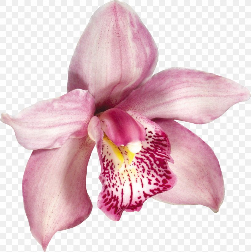 Moth Orchids Flower Clip Art, PNG, 1595x1600px, Orchids, Audio Video Interleave, Cattleya, Cattleya Orchids, Cut Flowers Download Free