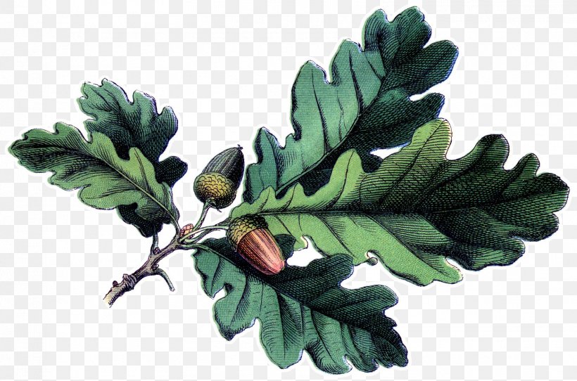 Oak Tree Drawing, PNG, 1571x1040px, White Oak, Acorn, Botany, Branch, Drawing Download Free