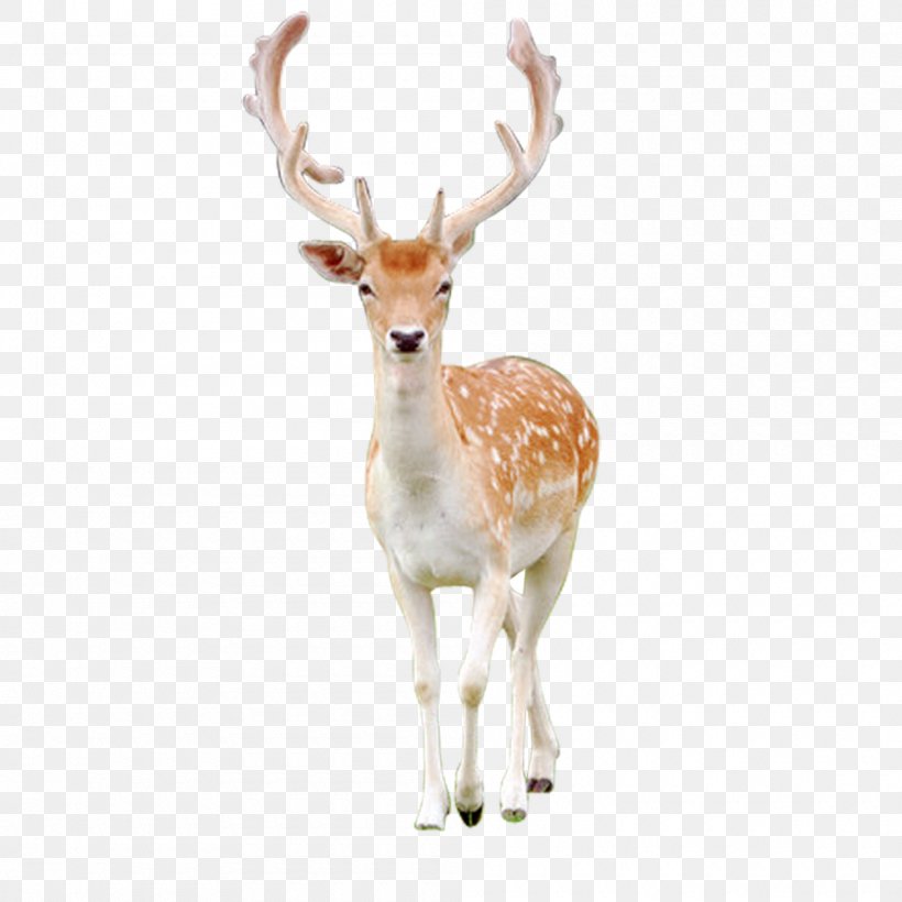 Reindeer Antler Sika Deer, PNG, 1000x1000px, Deer, Antelope, Antler, Mammal, Pxe8re Davids Deer Download Free