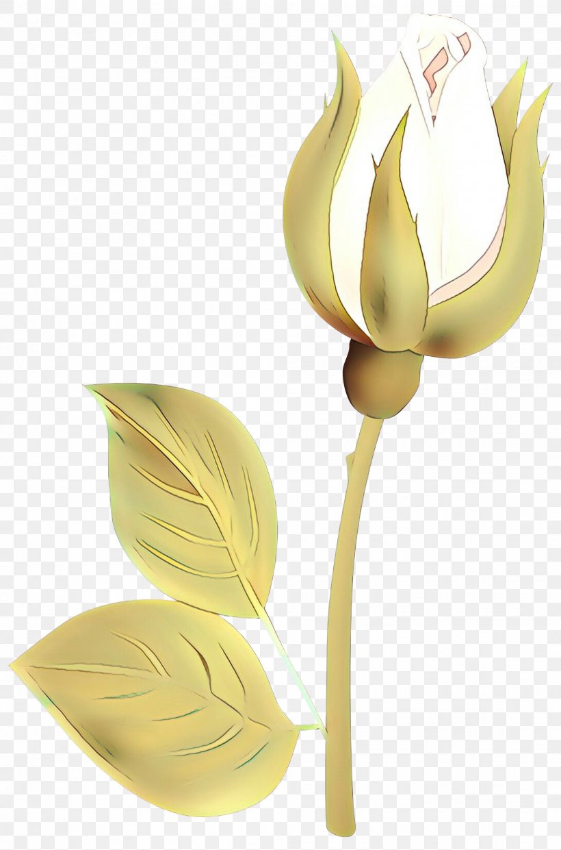Tulip Cut Flowers Plant Stem Product Design Petal, PNG, 1982x3000px, Tulip, Alismatales, Arum Family, Botany, Bud Download Free