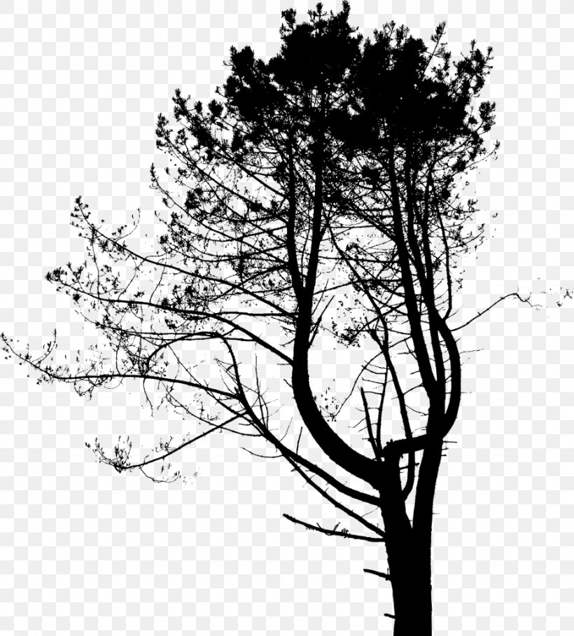 Twig Plant Stem Leaf Pine Silhouette, PNG, 924x1024px, Twig, Black And White, Branch, Family, Flora Download Free