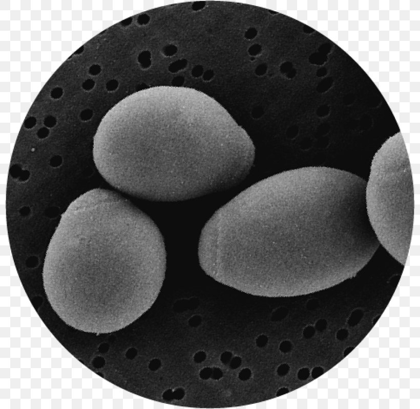 Brewer's Yeast Saccharomyces Boulardii Probiotic Candidiasis Fungus, PNG, 800x800px, Saccharomyces Boulardii, Black, Black And White, Candidiasis, Disease Download Free
