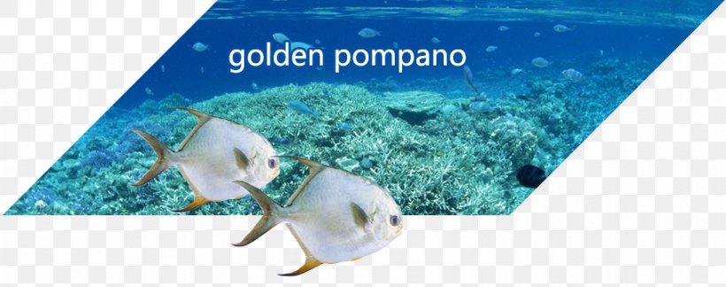 Business Food Import Marketing, PNG, 910x360px, Business, Aqua, Dolphin, Fish, Food Download Free