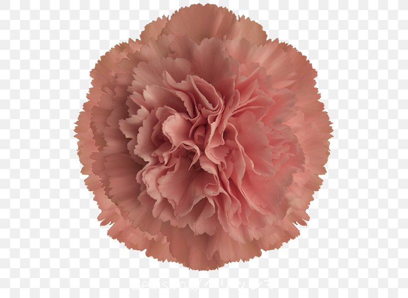 Carnation Cut Flowers Pink Purple, PNG, 600x600px, Carnation, Blue, Color, Cut Flowers, Flower Download Free