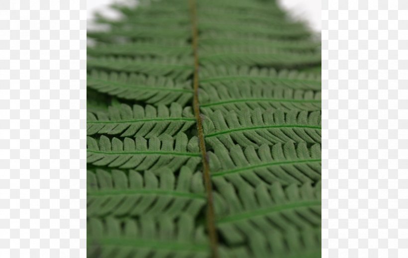 Fern Green Leaf, PNG, 863x547px, Fern, Grass, Green, Leaf, Plant Download Free