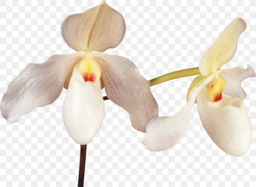 Flower Cattleya Orchids, PNG, 1200x877px, Flower, Cattleya, Cattleya Orchids, Cut Flowers, Digital Image Download Free