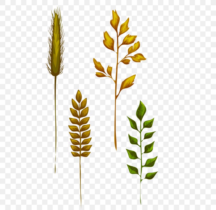 Leaf Grasses Yellow, PNG, 474x800px, Leaf, Branch, Commodity, Computer Software, Display Resolution Download Free