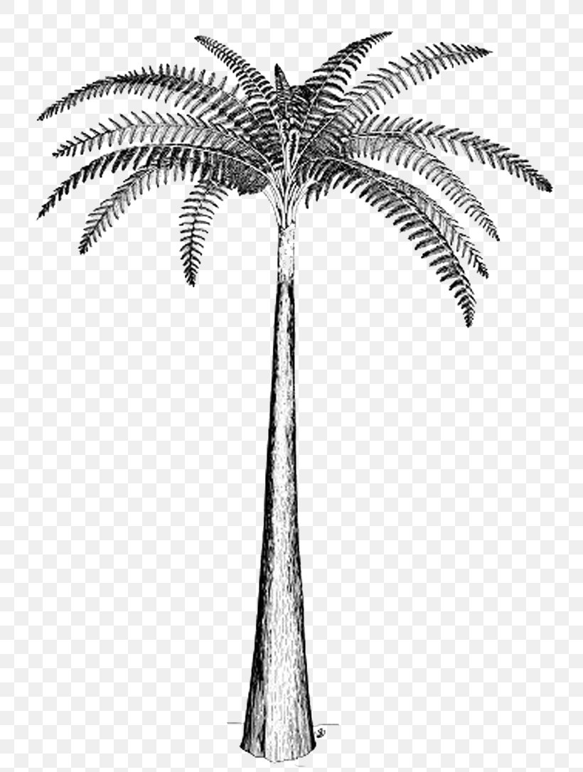 Tree Fern Psaronius Carboniferous, PNG, 764x1086px, Fern, Annularia, Arecales, Black And White, Branch Download Free