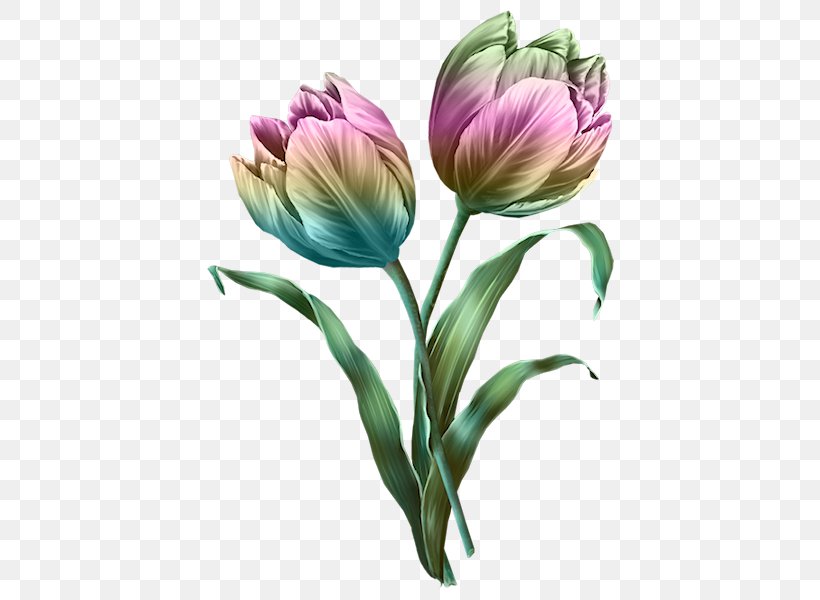 Tulip Cut Flowers Clip Art, PNG, 600x600px, Tulip, Bud, Color, Cut Flowers, Drawing Download Free