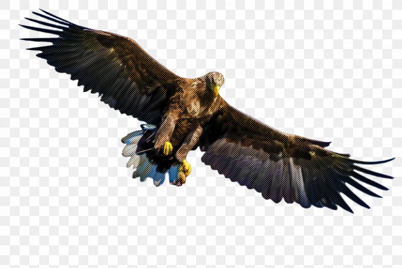 Bird Bird Of Prey Eagle Golden Eagle Accipitridae, PNG, 2448x1632px, Bird, Accipitridae, Bald Eagle, Beak, Bird Of Prey Download Free