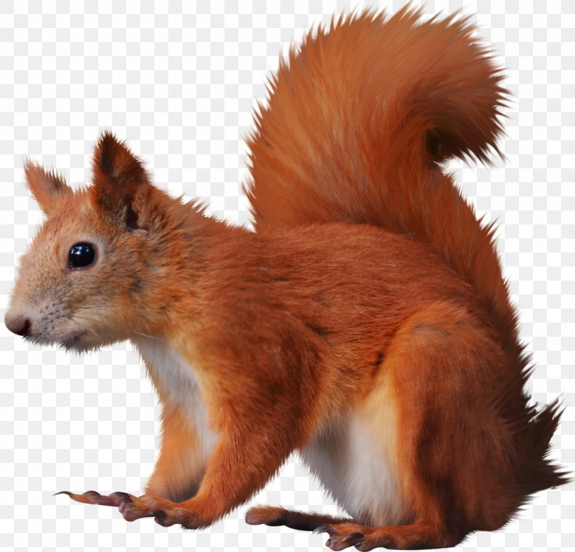 Tree Squirrels Clip Art, PNG, 1125x1080px, Tree Squirrels, Dhole, Digital Image, Dots Per Inch, Fauna Download Free