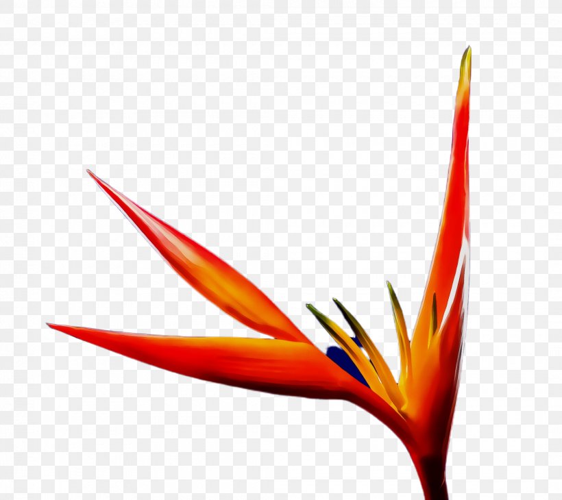 Watercolor Flower, PNG, 2120x1888px, Watercolor, Bird Of Paradise, Birdofparadise, Closeup, Flower Download Free