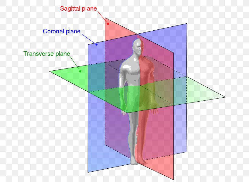 Anatomical Plane Transverse Plane Anatomy Sagittal Plane Coronal Plane, PNG, 689x600px, Anatomical Plane, Anatomical Terminology, Anatomical Terms Of Location, Anatomy, Coronal Plane Download Free