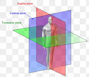 Coronal Plane Anatomical Plane Transverse Plane Horizontal Plane, PNG ...