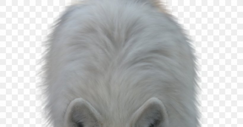 Close-up Blog Snout Animal, PNG, 1200x630px, Closeup, Animal, Blog, Dog Like Mammal, Fur Download Free