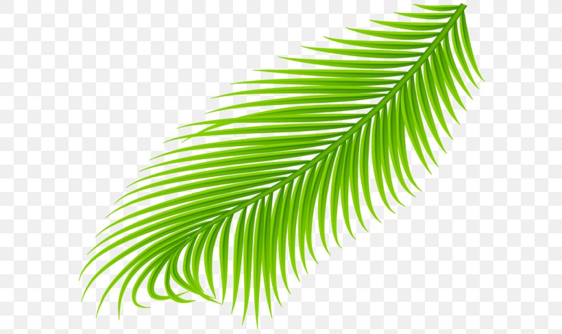 Arecaceae Leaf Palm Branch Clip Art, PNG, 600x487px, Arecaceae, Arecales, Coconut, Green, Leaf Download Free