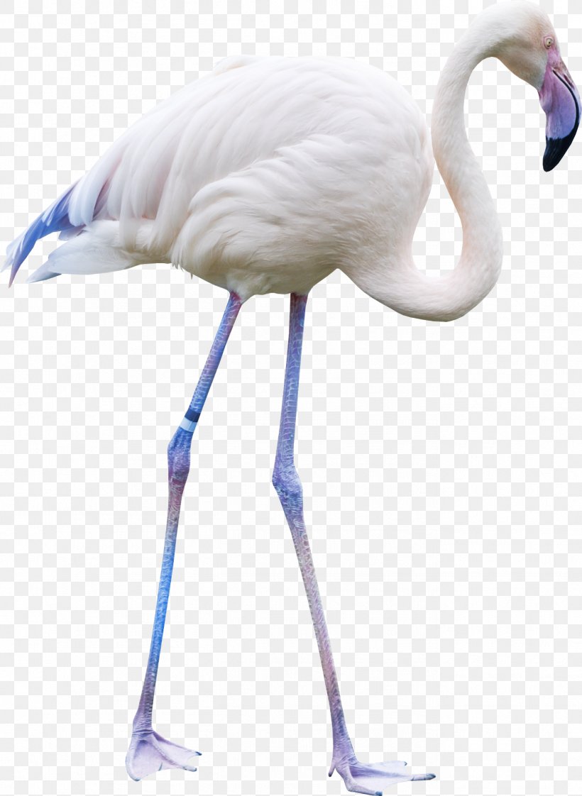 Bird, PNG, 1363x1866px, Bird, Beak, Crane, Crane Like Bird, Feather Download Free