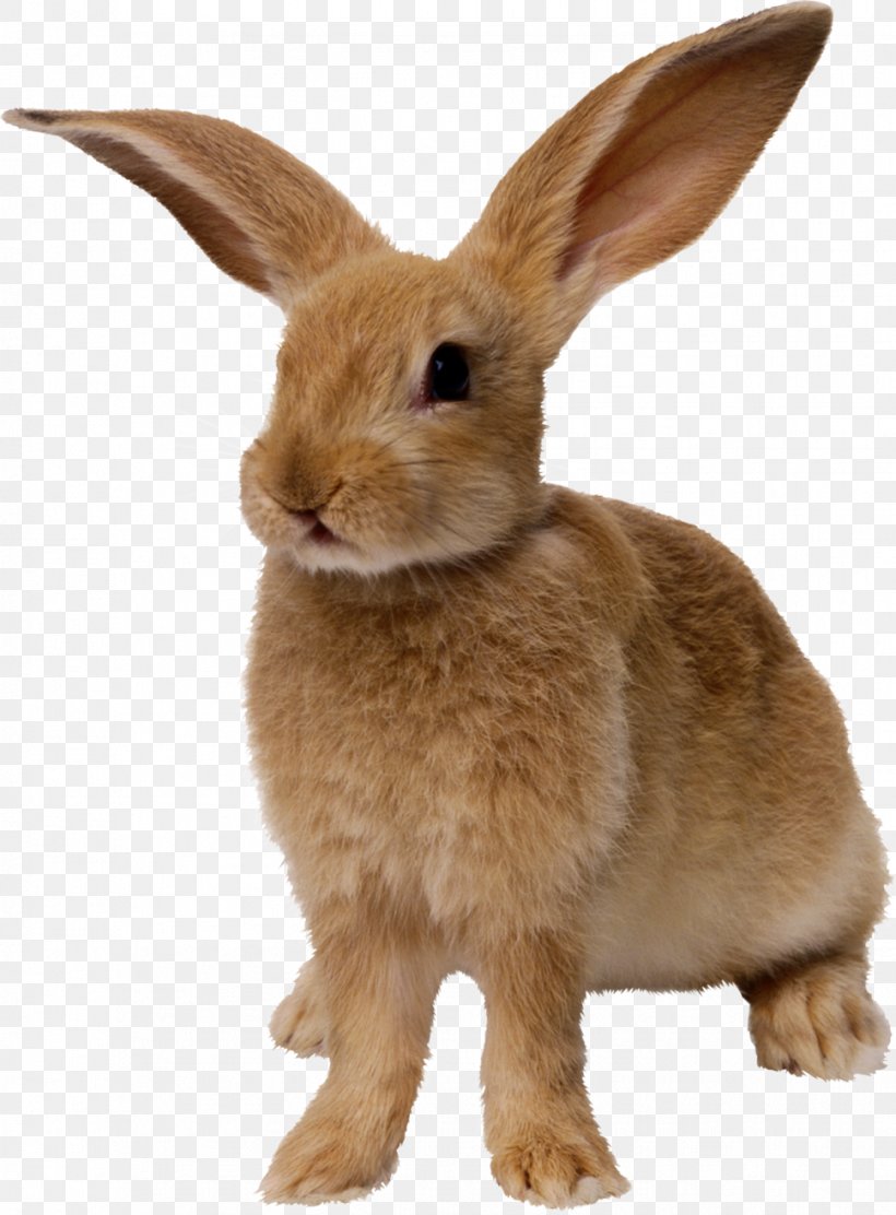 Easter Bunny Hare Rabbit, PNG, 969x1315px, Rabbit, Display Resolution, Domestic Rabbit, Fauna, Fur Download Free