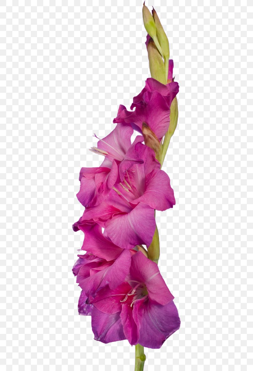 Gladiolus Cut Flowers Plant Stem Clip Art, PNG, 355x1200px, Gladiolus, Child, Cut Flowers, Flower, Flowering Plant Download Free