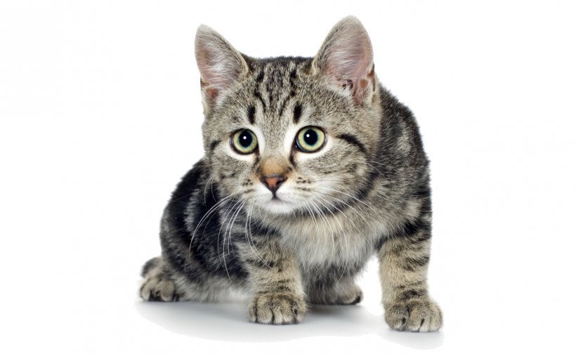 Kitten Cat Dog Puppy Mouse, PNG, 1275x785px, Kitten, American Shorthair, American Wirehair, Asian, California Spangled Download Free
