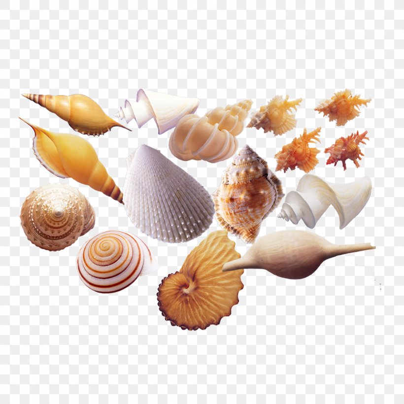 Seafood Sea Snail Shellfish Seashell, PNG, 935x935px, Seafood, Beach, Conchology, Photography, Pixel Download Free