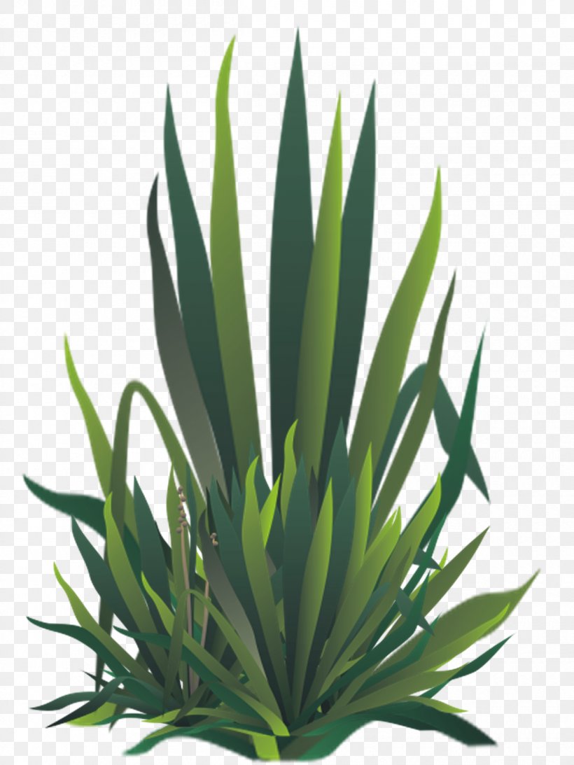Agave Azul Embryophyta Grasses BZFlag Aloe Vera, PNG, 1200x1600px, Agave Azul, Agave, Aloe, Aloe Vera, Author Download Free