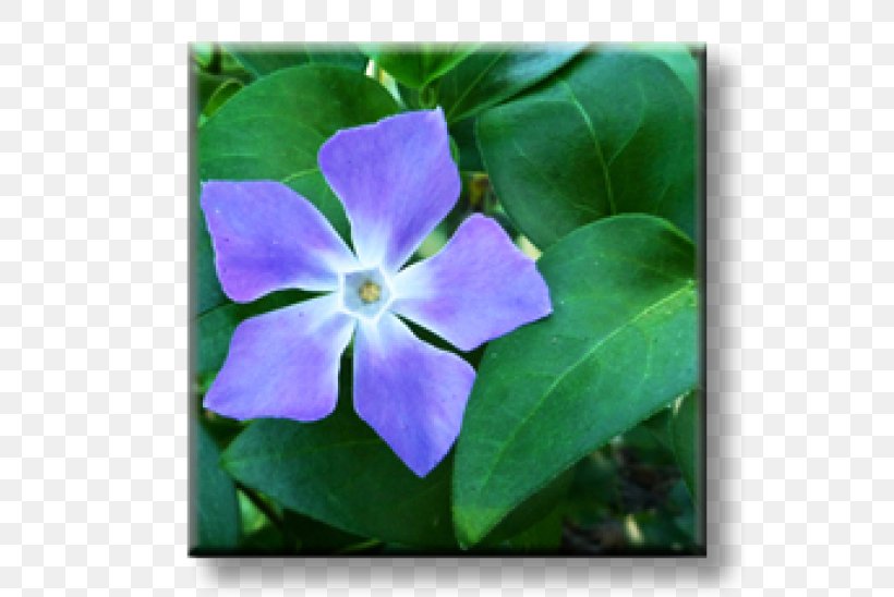 Greater Periwinkle Myrtle Perennial Plant Madagascar Periwinkle, PNG, 600x548px, Greater Periwinkle, Blue, Flora, Flower, Flowering Plant Download Free