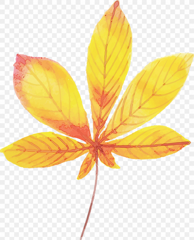 Petal Leaf Plant Structure Science Plants, PNG, 2428x3000px, Autumn Leaf, Biology, Colorful Leaf, Leaf, Paint Download Free