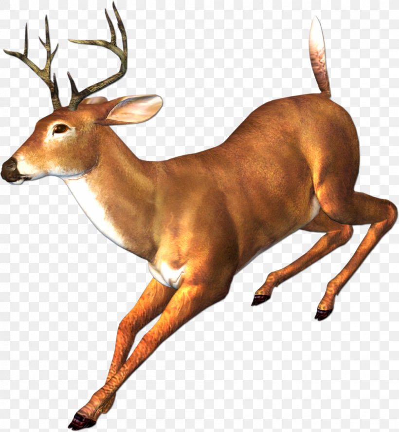 White-tailed Deer Reindeer Elk, PNG, 998x1080px, Deer, Antler, Elk, Fauna, Keep Running Download Free