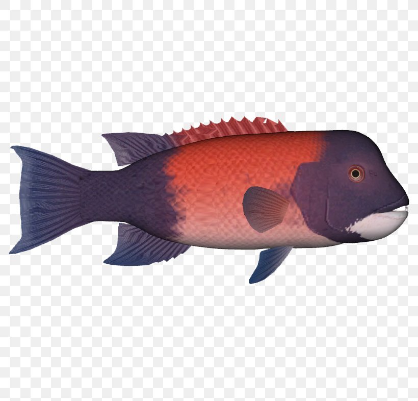 California Sheephead Northern Red Snapper California Corbina Kelp Forest Fish Pack, PNG, 786x786px, California Sheephead, Bony Fish, Coral Reef Fish, Fauna, Fin Download Free