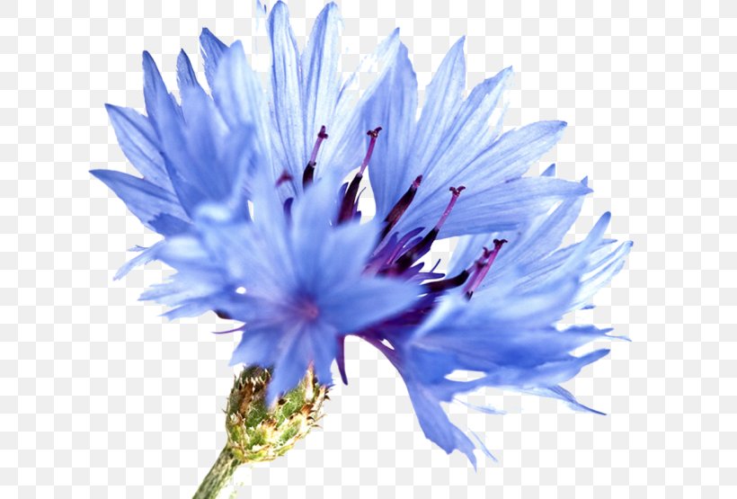 Cornflower Blue Watercolor Painting Watercolour Flowers, PNG, 720x555px, Cornflower, Art, Aster, Blue, Blue Flower Download Free