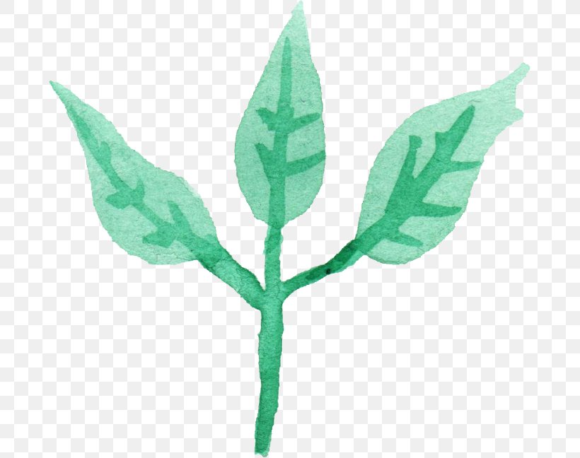 Leaf Plant Stem, PNG, 681x648px, Leaf, Branch, Com, Plant, Plant Stem Download Free